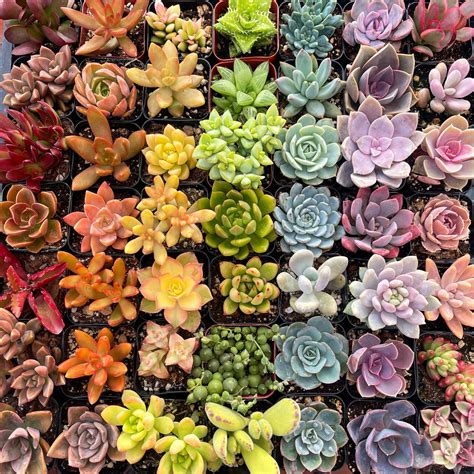 5 10 2 assorted colorful succulents plants potted