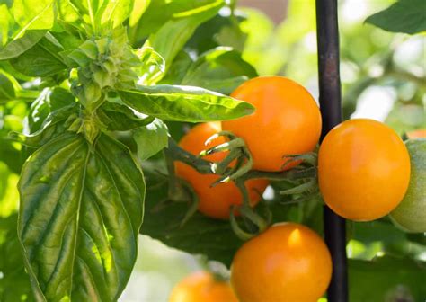 5 best companion plants for tomatoes