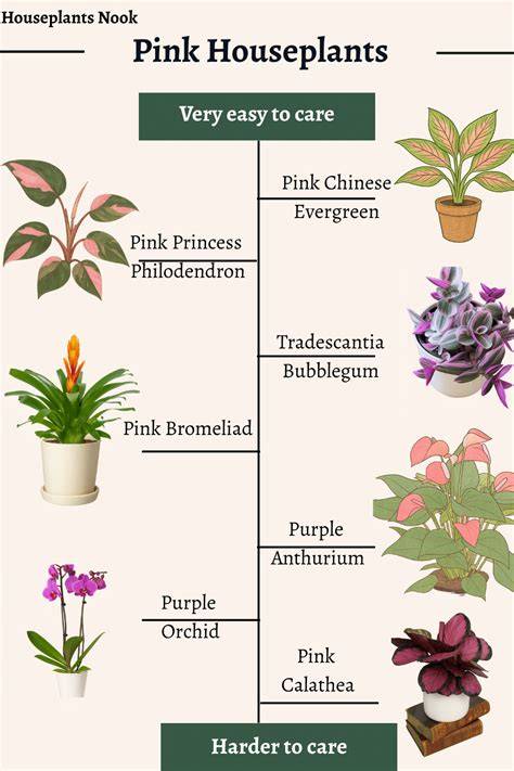 5 pink houseplants