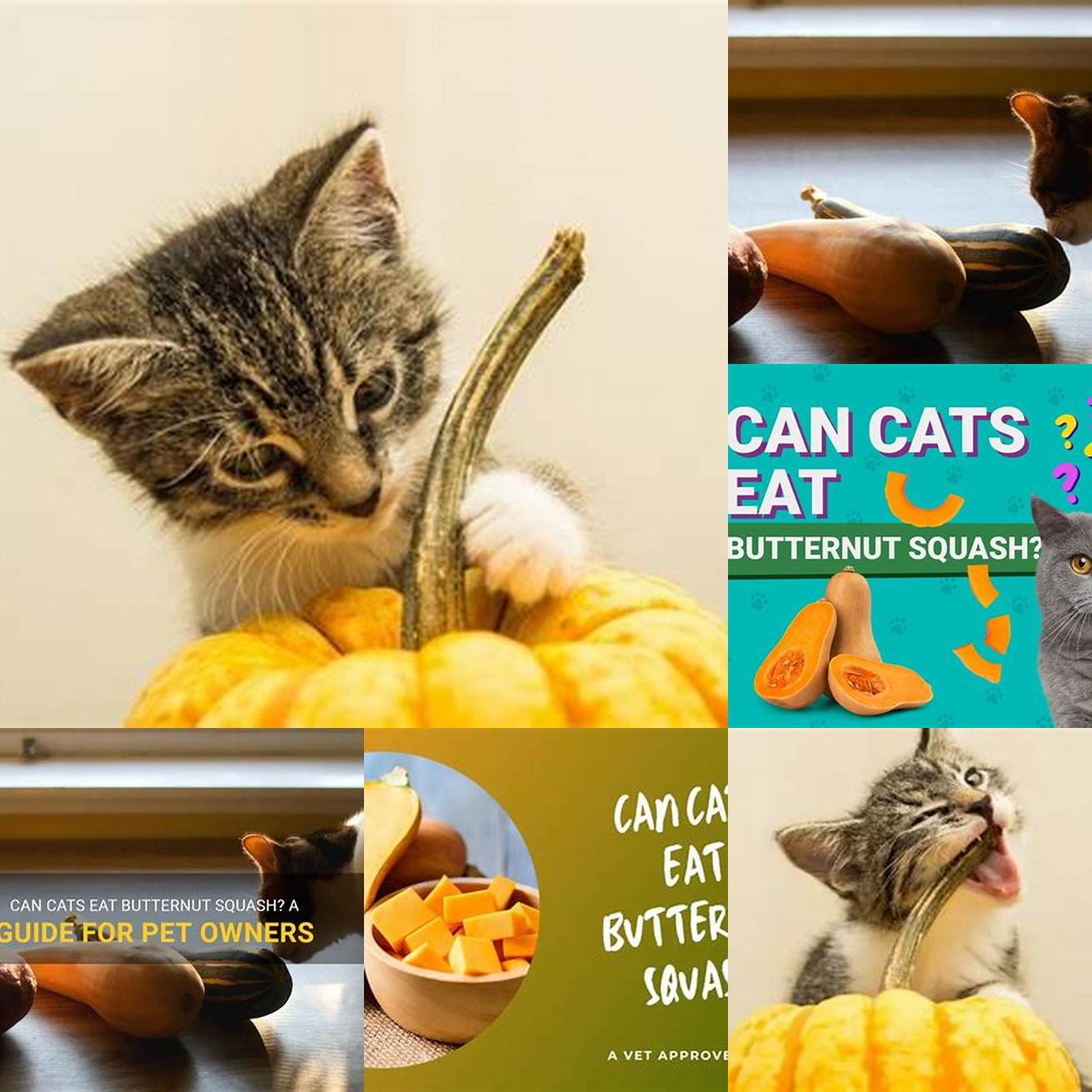 6 Can kittens eat butternut squash