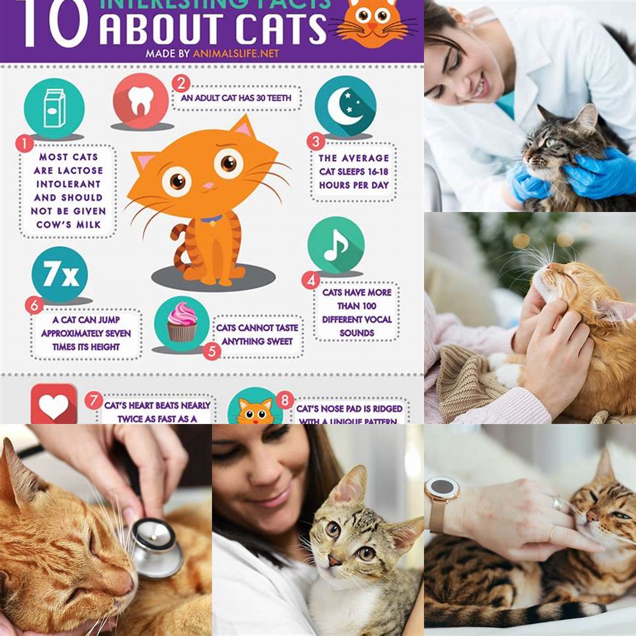 6 Cat care