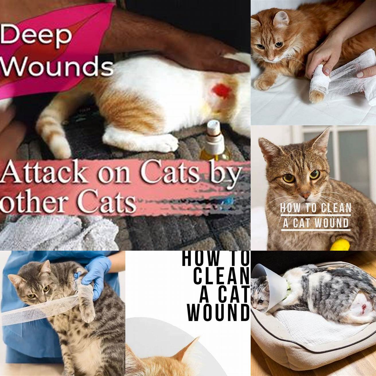 6 Keep the wound clean