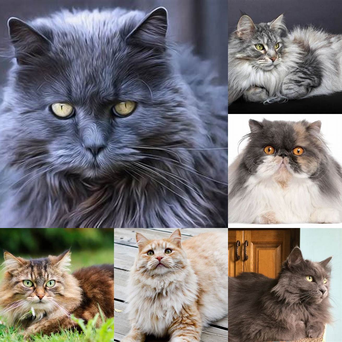 6 Long-haired cats