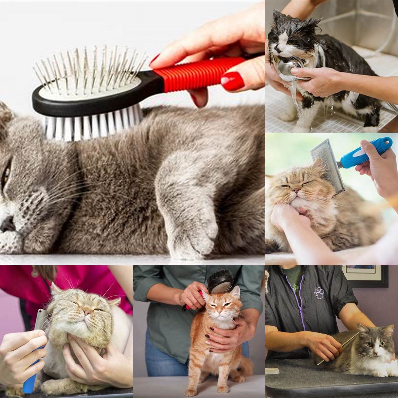 6 Pet grooming and hygiene