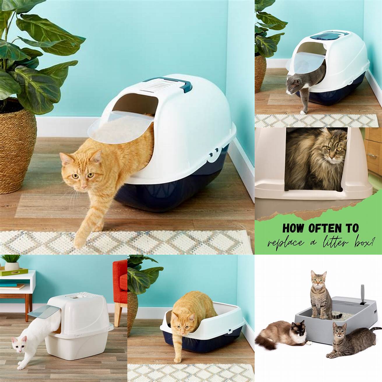 6 Replace the Litter Box
