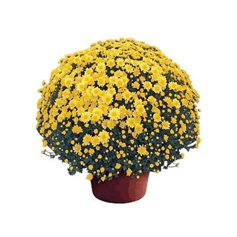 9 inch mums