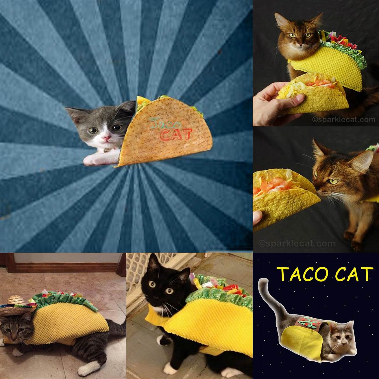 A Cat Holding a Taco in its Mouth