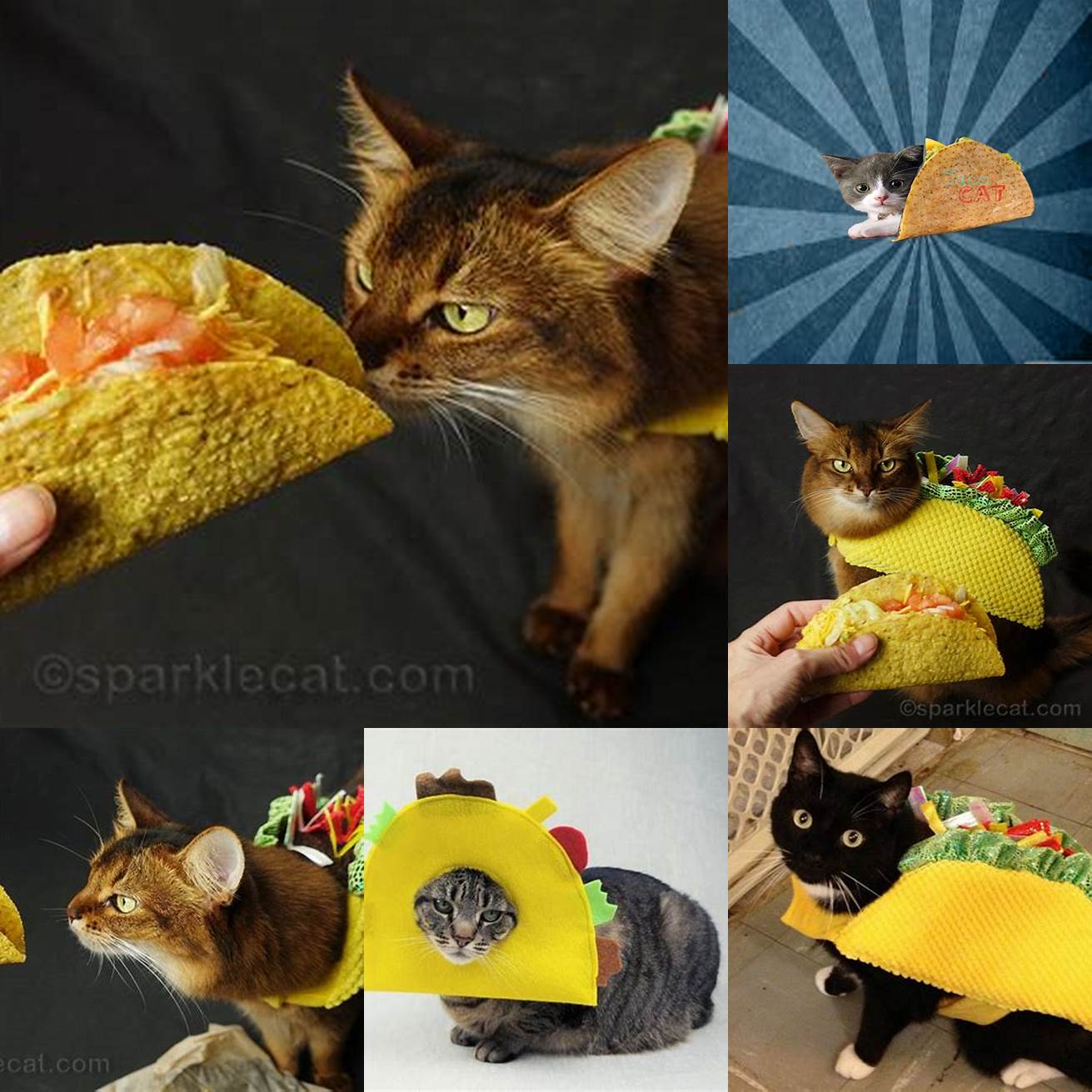 A Cat Sniffing a Taco