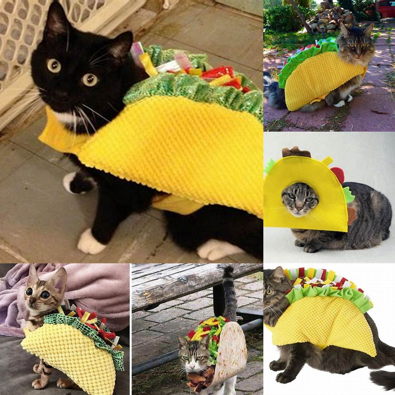 A Cat Wearing a Taco Costume
