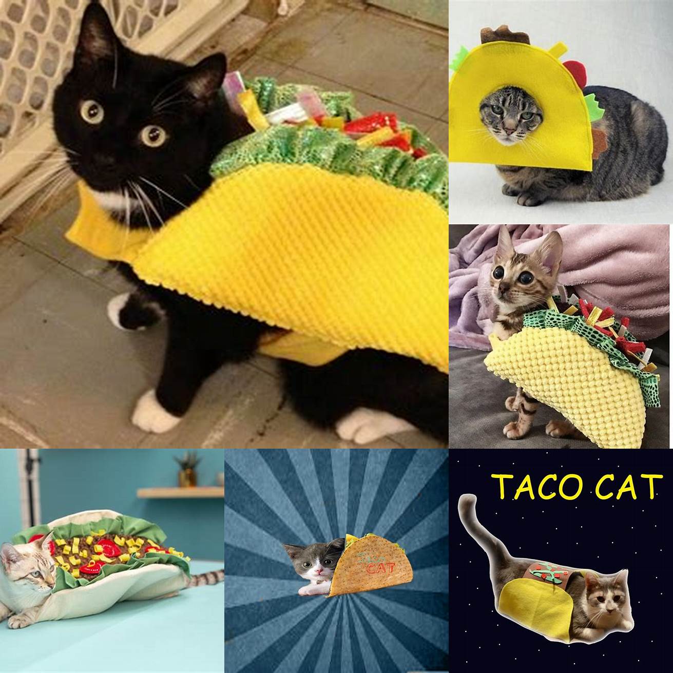 A Cat with Taco Ingredients on its Head