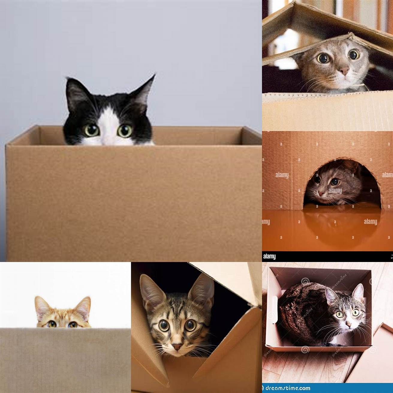 A cat peeking from a cardboard box