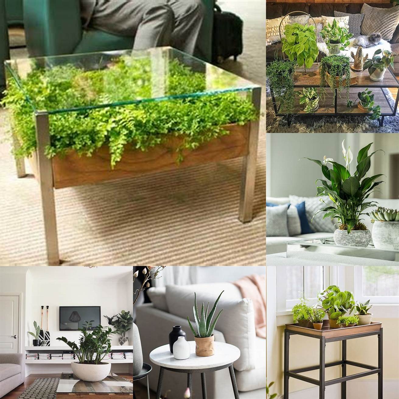 A coffee table with a plant on top