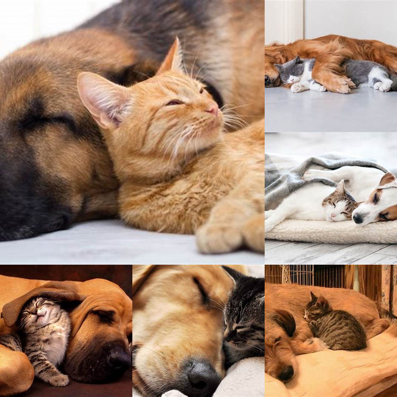 A dog and a cat sleeping together