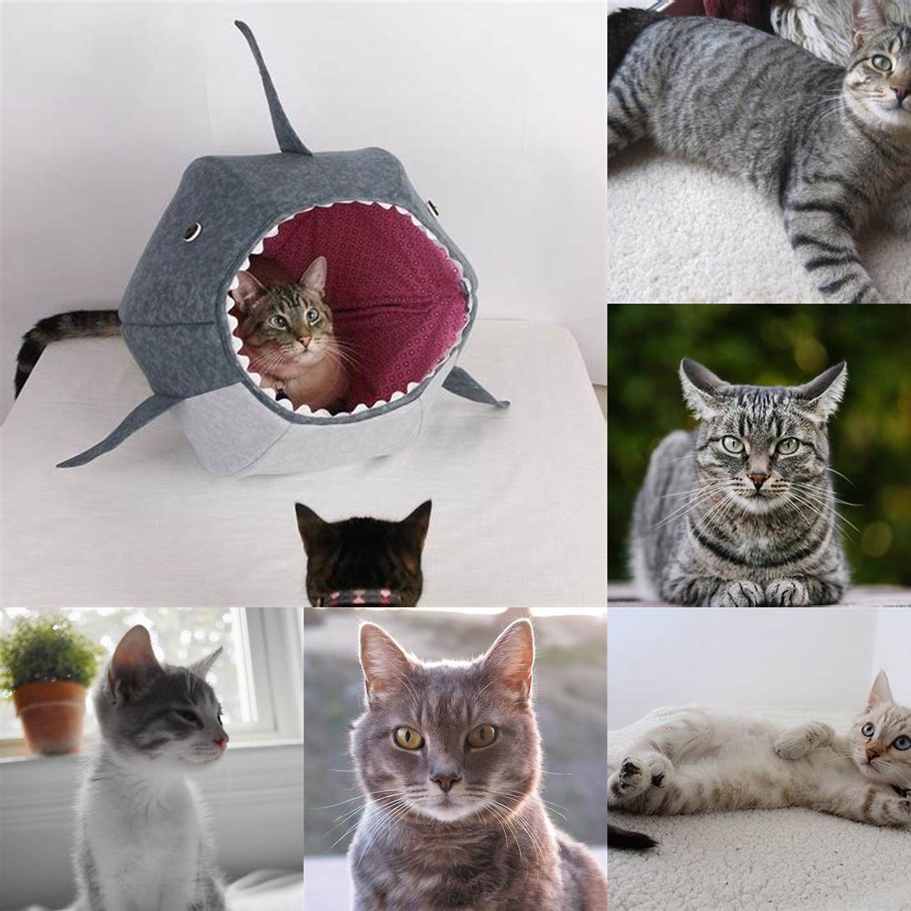 A gray tabby cat poking its head out of a shark bed