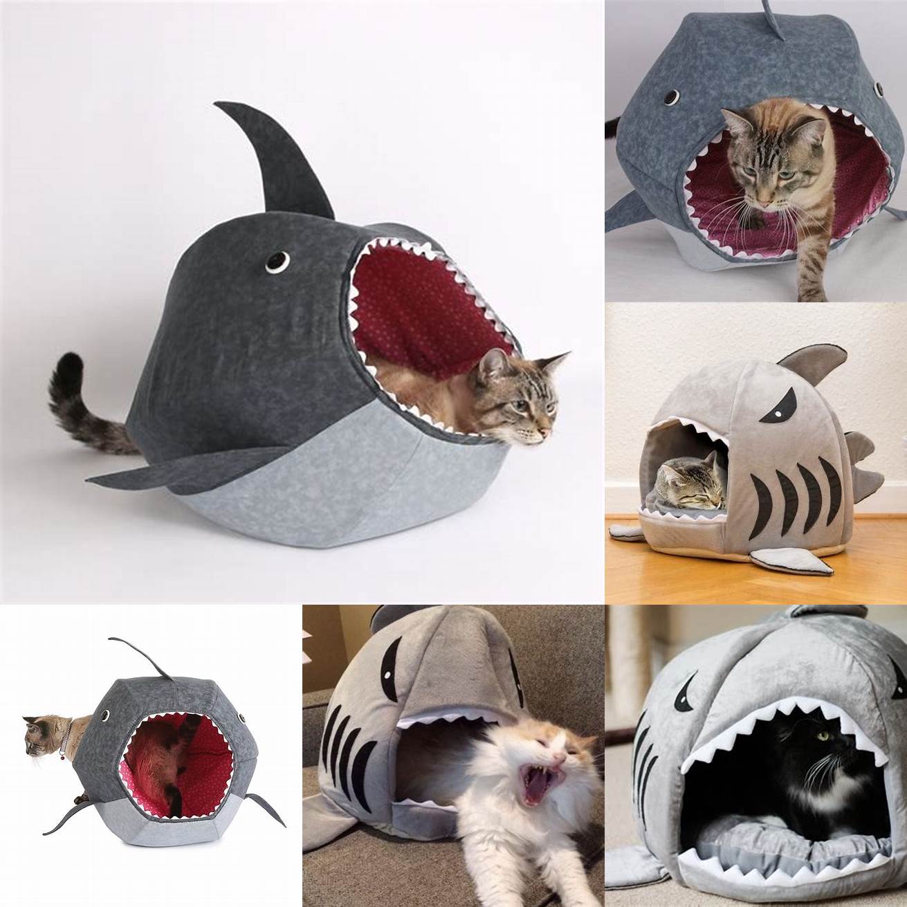 A group of kittens playing inside a giant shark bed