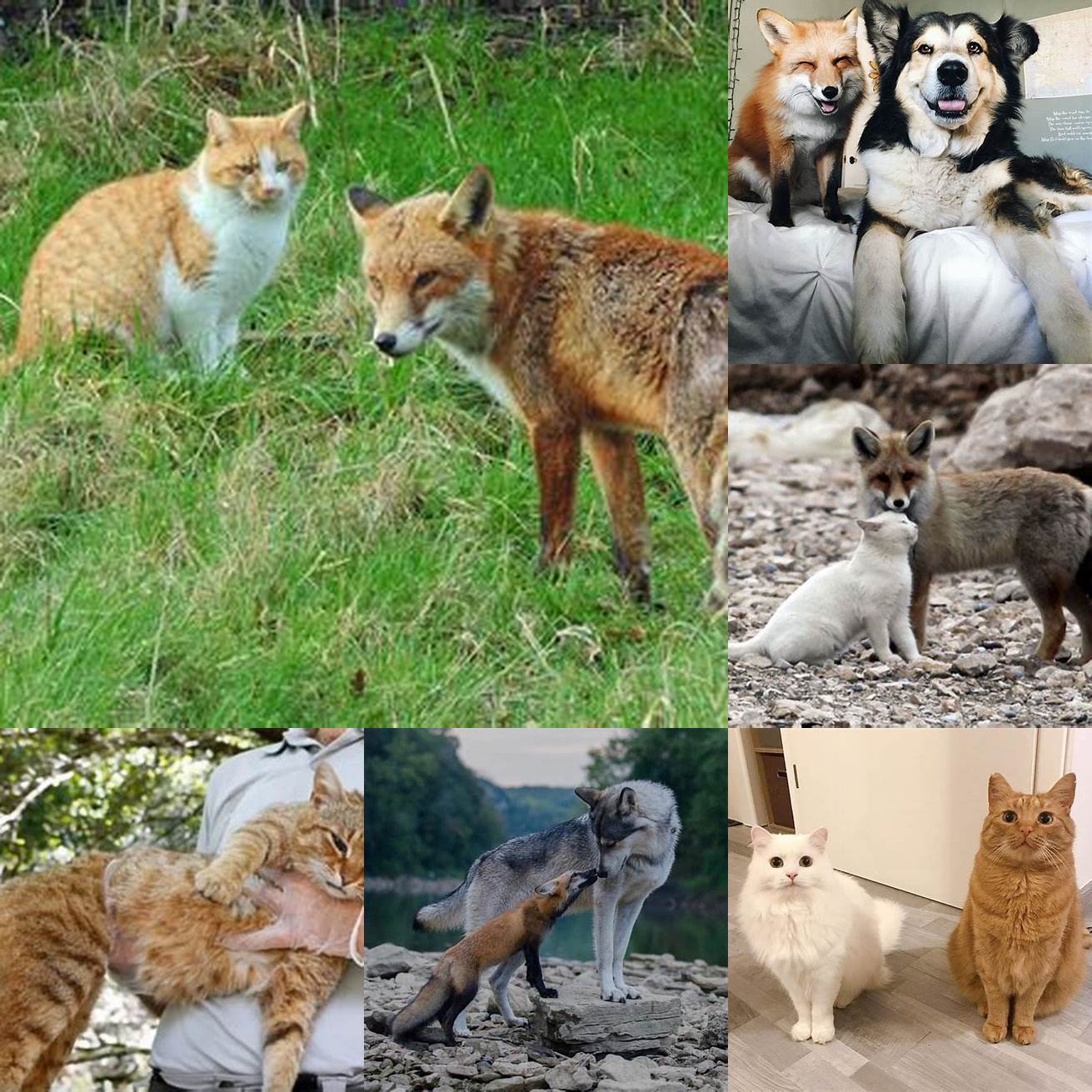 A picture of a cat and a fox sitting next to each other