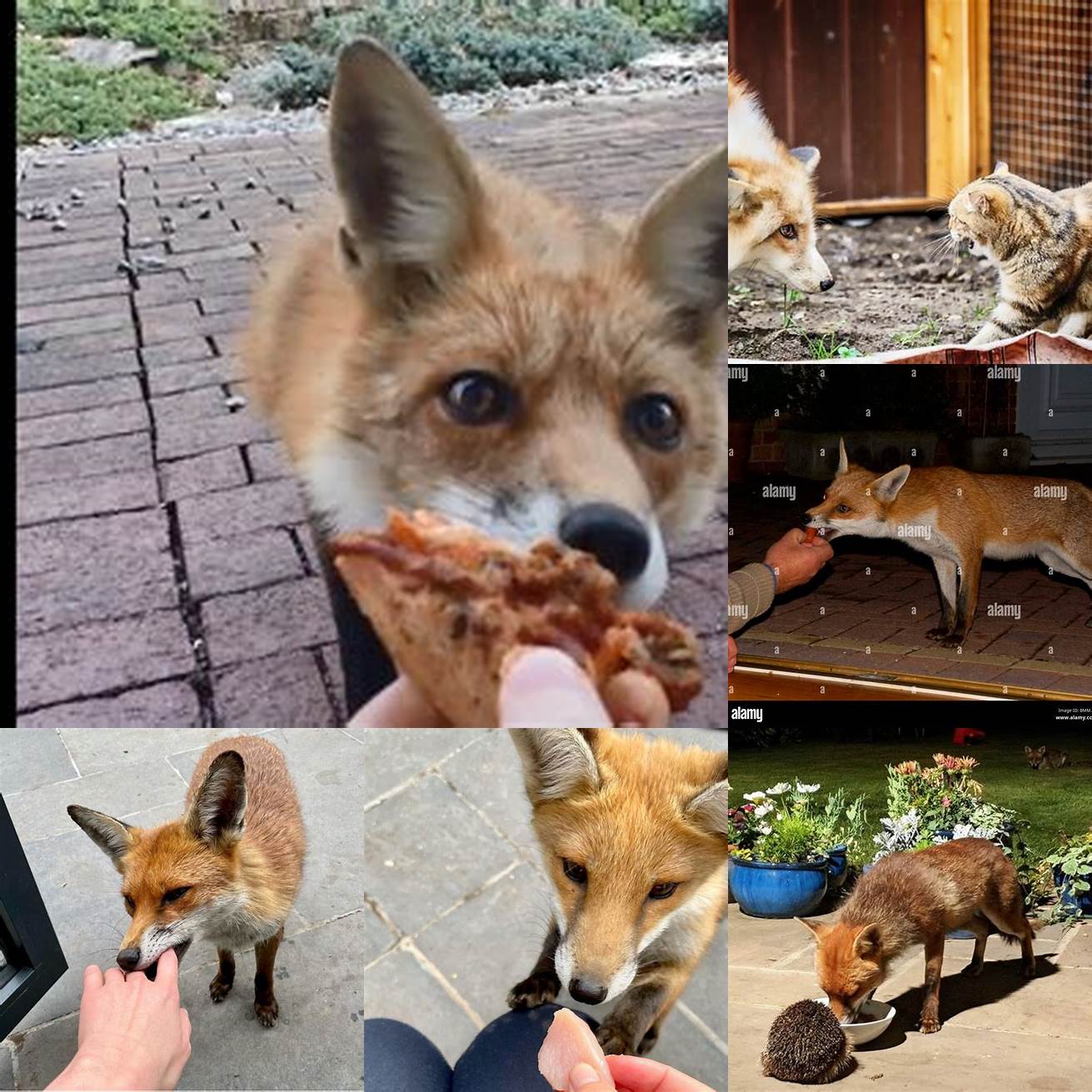 A picture of a person feeding a fox