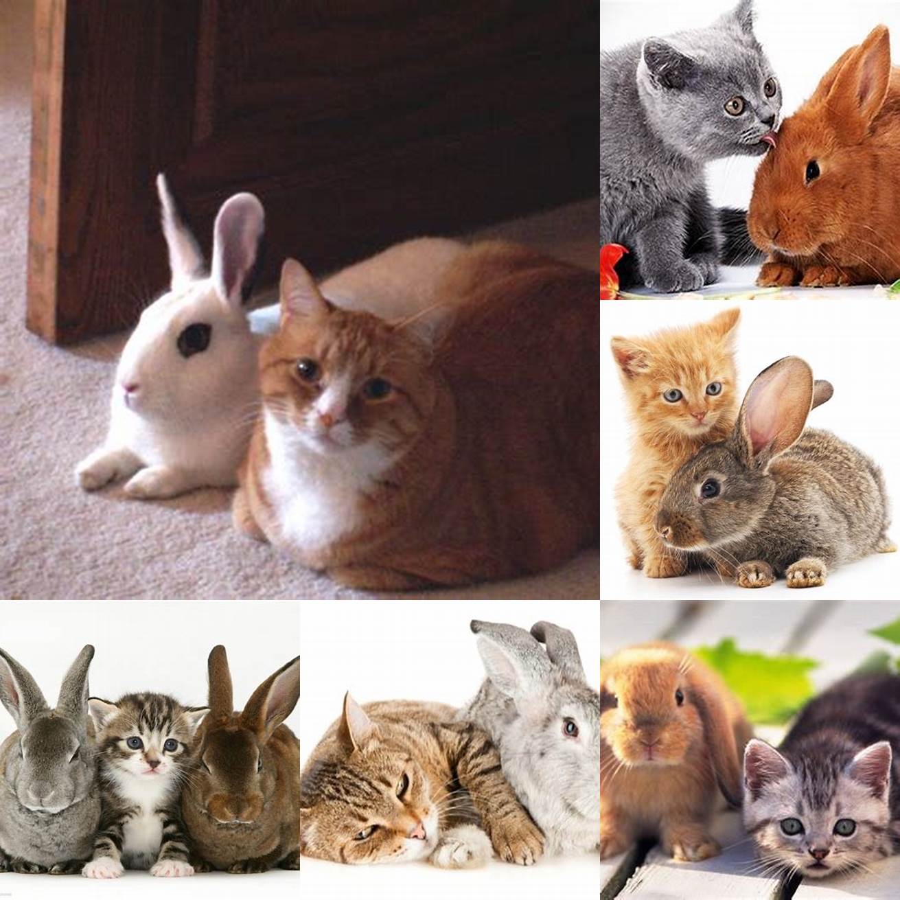 A rabbit and a cat sitting next to each other