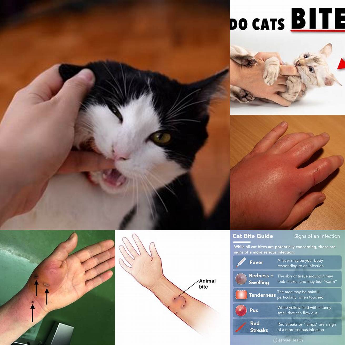 A real bite can happen at any time especially if the cat is feeling threatened or in pain