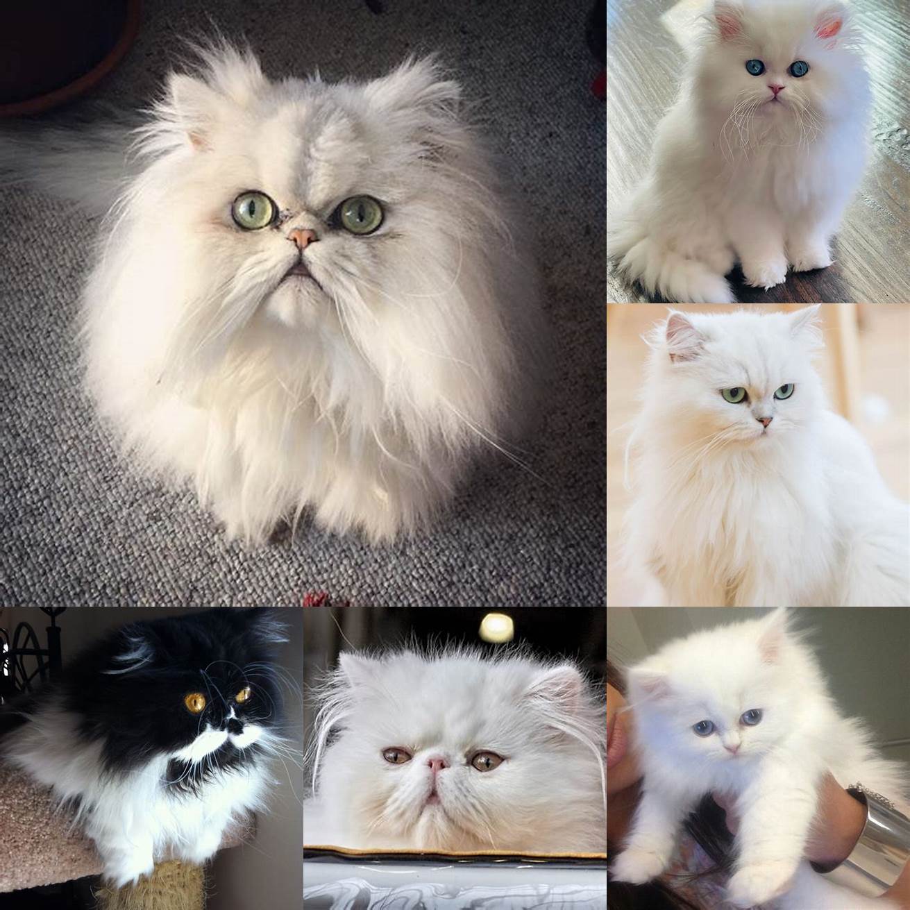A white Persian cat that looks like the LEGO Movie cat