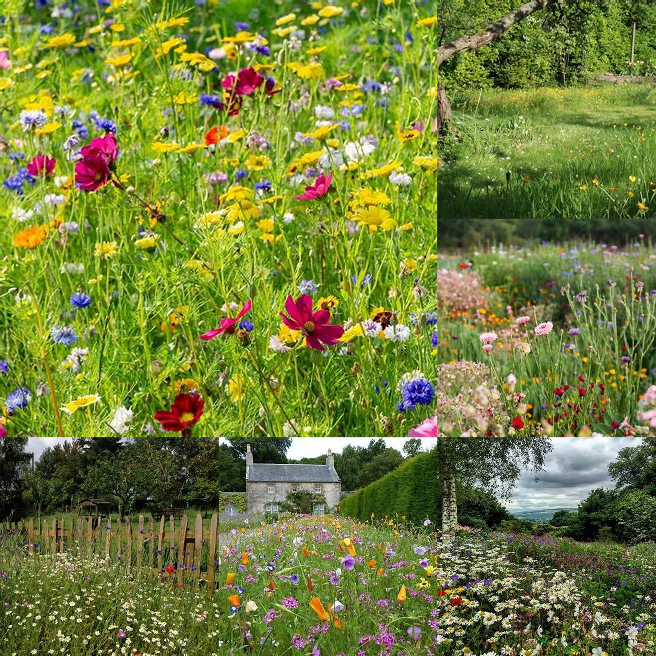 A wildflower meadow can add a natural and whimsical feel to your garden