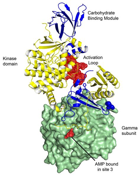 AMP-activated Protein Kinase