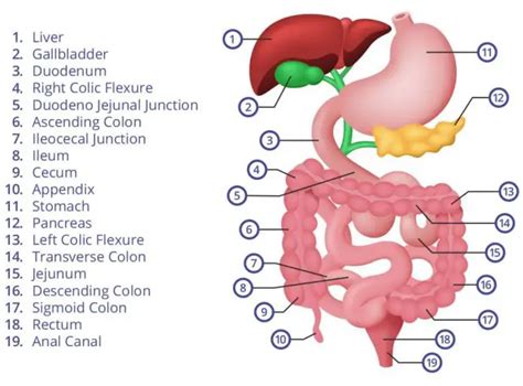 Abdominal Anatomy Chart