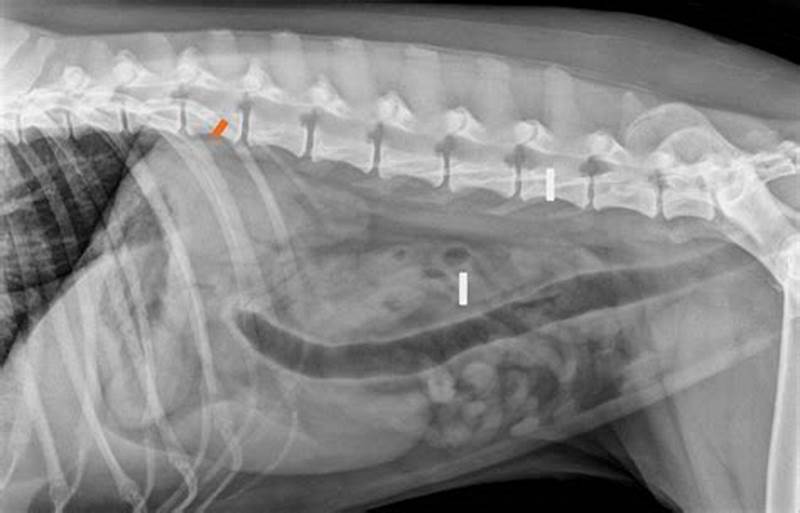 Abnormal Gas Pattern In Dogs