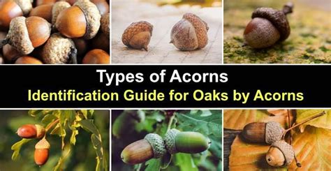 Acorn Identification Chart
