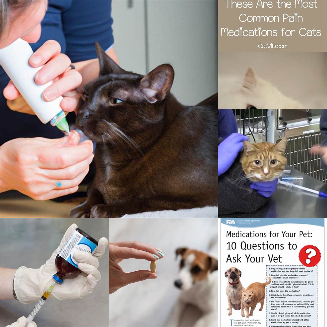 Administer Medication as Prescribed Your vet may prescribe medication to help manage your cats pain or prevent infection Make sure to follow their instructions and administer the medication as prescribed