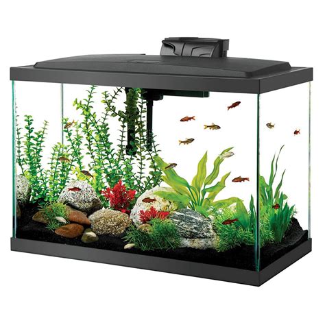 Affordable 20 gallon fish tank starter kit