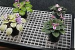 African Violet Wicking Trays
