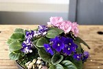 African Violets Containers