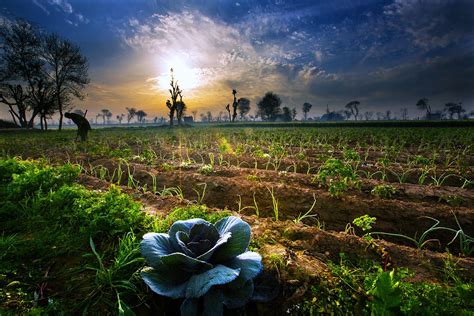 Agriculture Wallpaper for Laptop