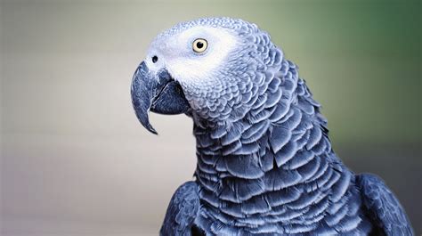 Alex the Parrot