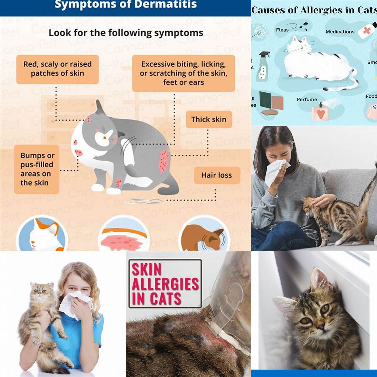 Allergic Reactions Some cats may be allergic to the fluids used in enemas which can cause serious allergic reactions