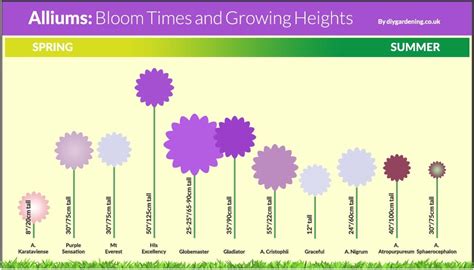 Allium Bloom Time Chart