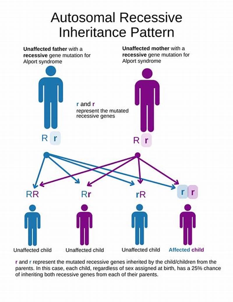 Alport Inheritance Pattern