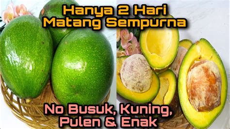 Alpukat Matang