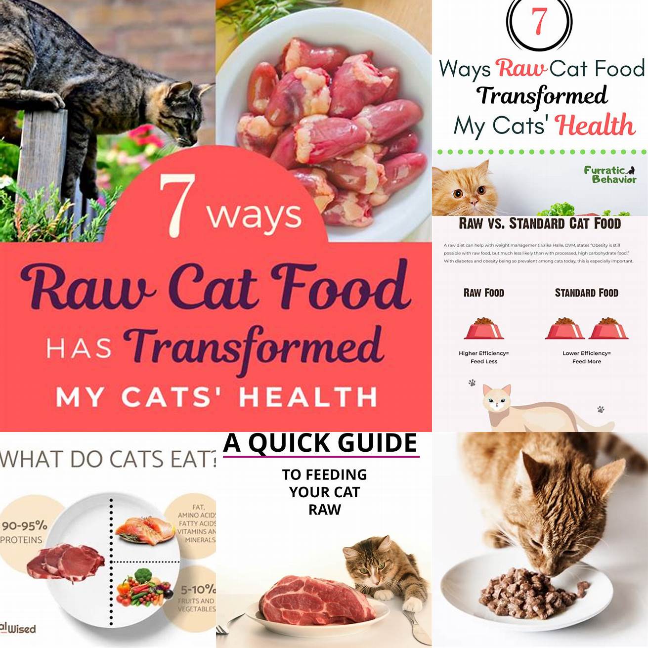 Always provide your cat with a balanced meat-based diet as their primary source of nutrition