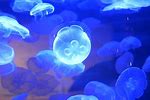 Amazing Jellyfish Aquarium