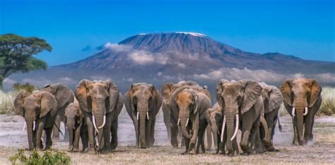 Amboseli Wildlife Viewing