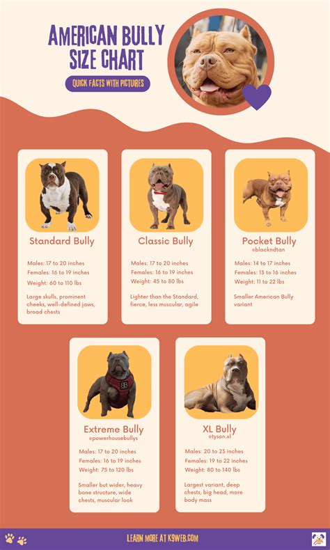 American Bully Weight Chart