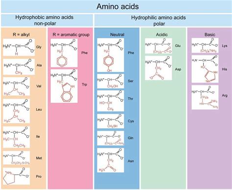Amino Acid Structures Chart