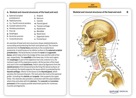 Anatomy Flash Cards Printable