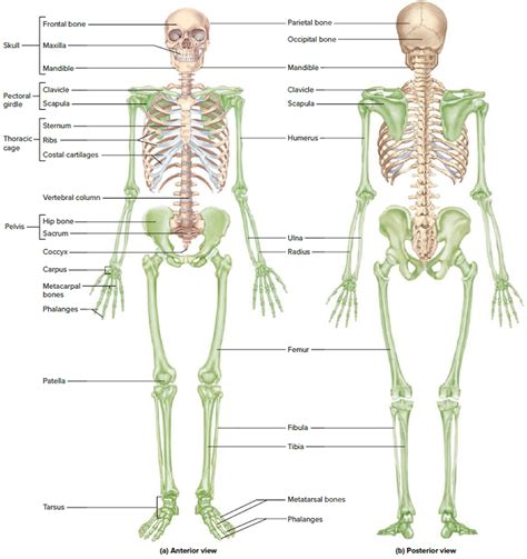 Human Body Skeletal Syst… 