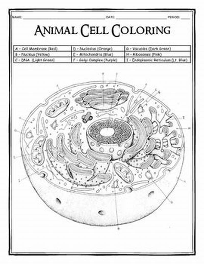 Animal Cell Coloring Guide Answer Key