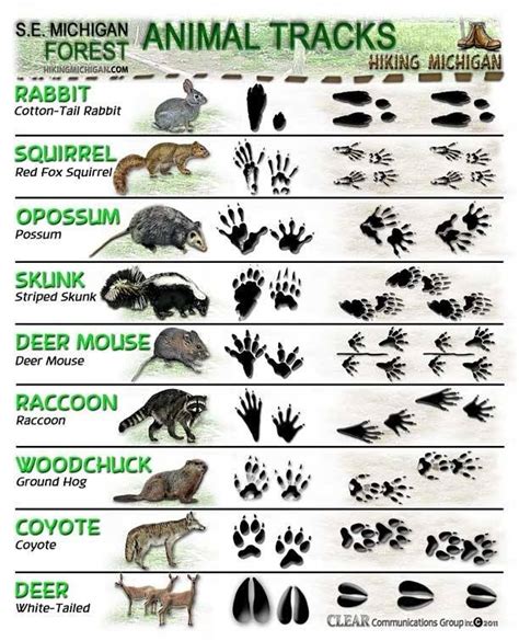 Animal Track Chart