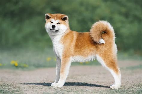 Anjing dalam Bahasa Jepang