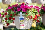 Annuals at Lowe's